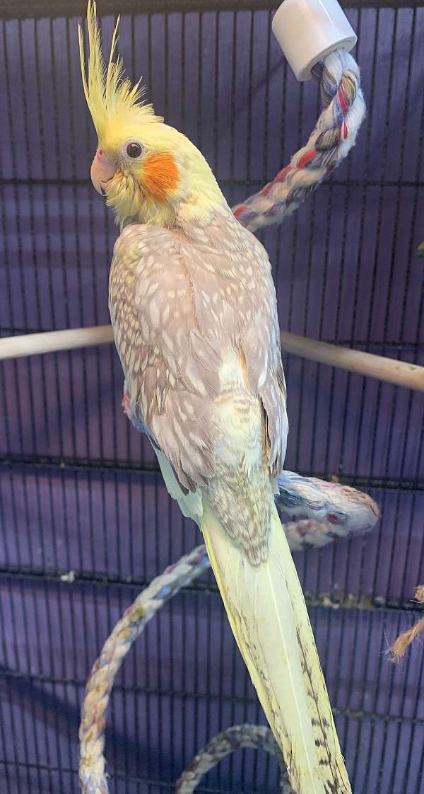 cockatiel-for-sale