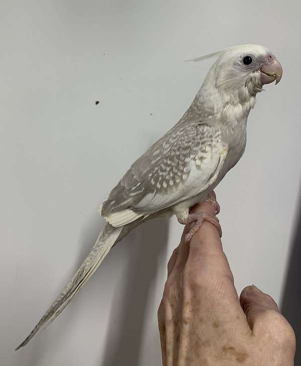 cockatiel-for-sale