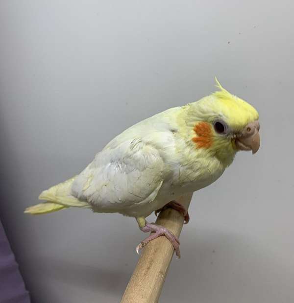 cockatiel-for-sale