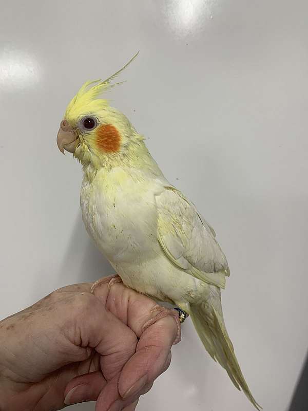 cockatiel-for-sale