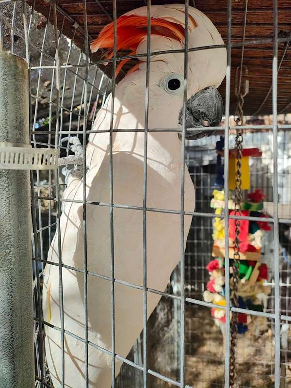 moluccan-cockatoo-for-sale-in-fremont-ca