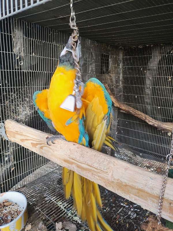 blue-gold-macaw-for-sale-in-fremont-ca