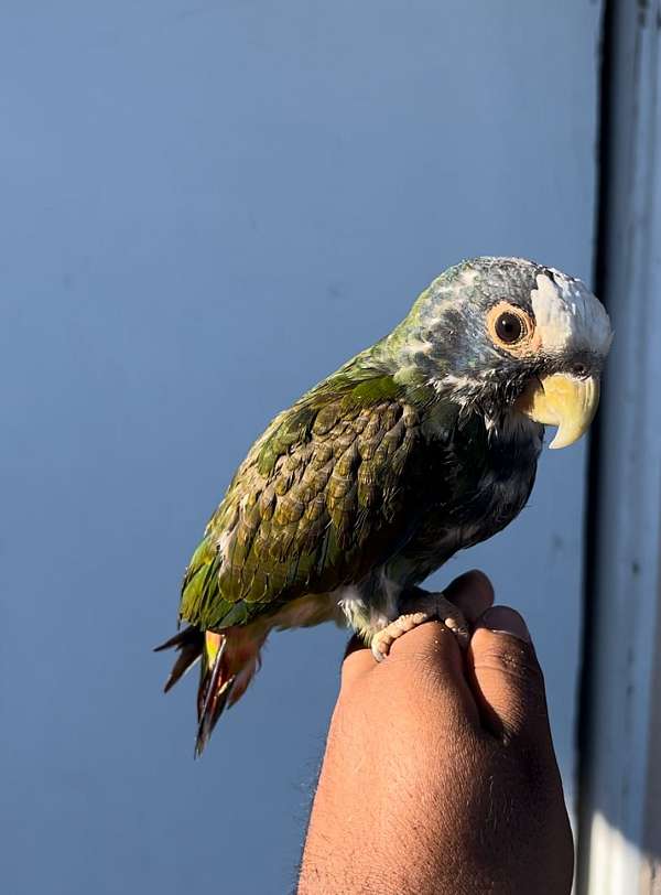 pionus-parrots-white-capped-parrots-for-sale