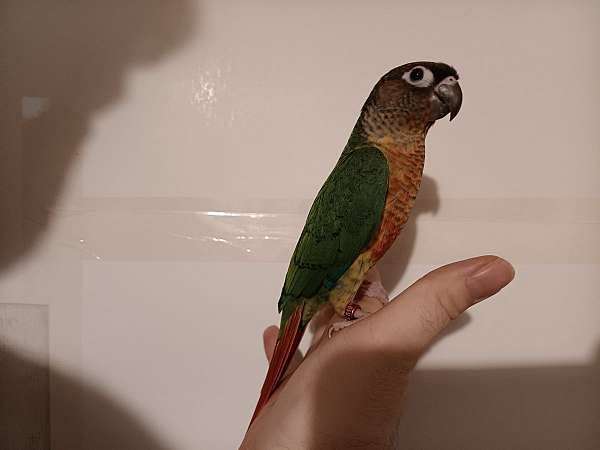 conure-for-sale