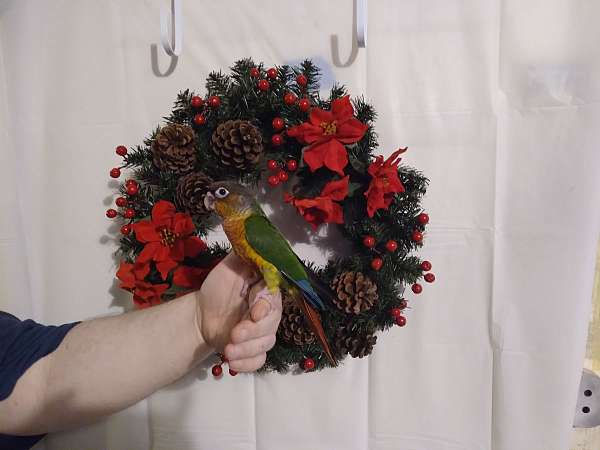 conure-for-sale