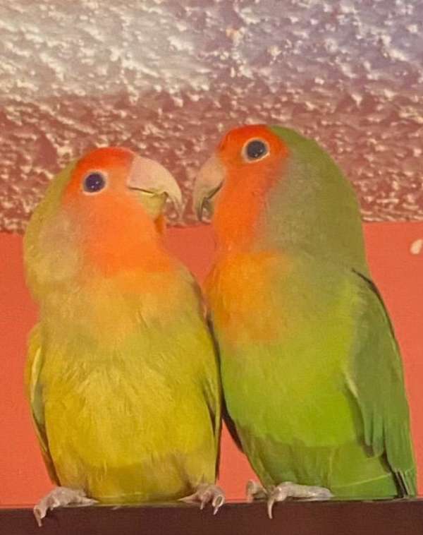 lovebird-for-sale-in-ooltewah-tn