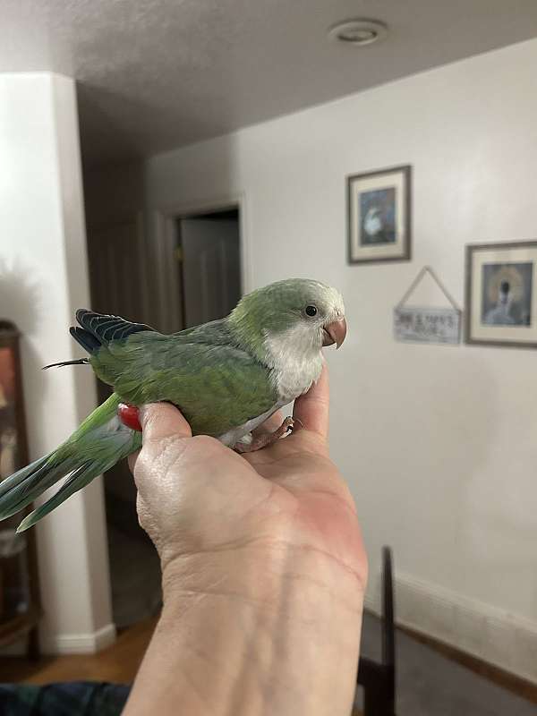 quaker-parrots-for-sale-in-layton-ut