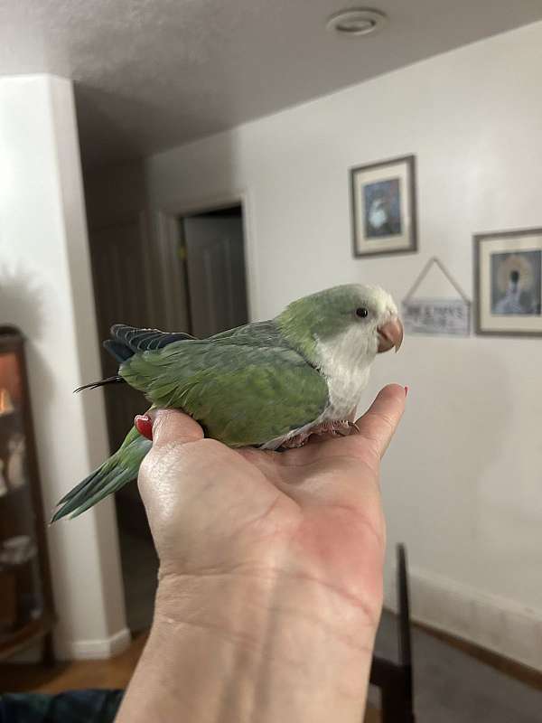 quaker-parrots-for-sale