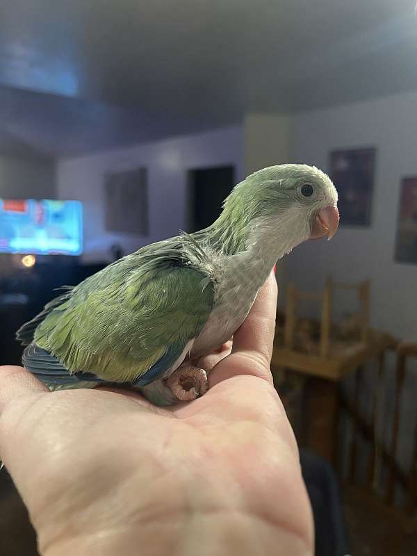 baby-quaker-parrots-for-sale