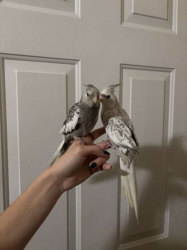 grey-bird-for-sale-in-rohnert-park-ca