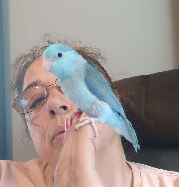 parrotlet-for-sale