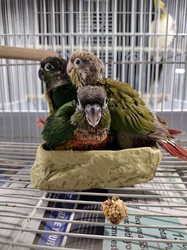 green-cheek-conure-for-sale-in-shepherdsville-ky