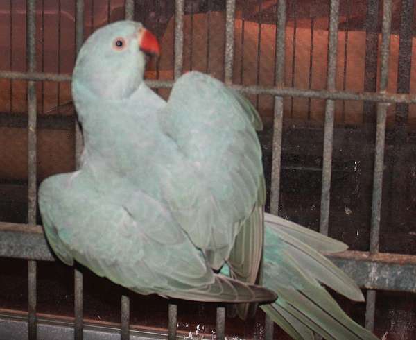 parakeet-for-sale