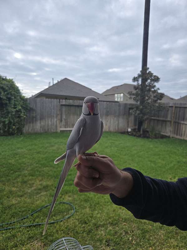 parakeet-for-sale