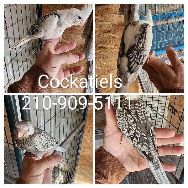 cockatiel-for-sale