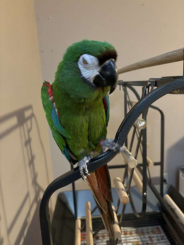 macaw-for-sale-in-palmyra-pa