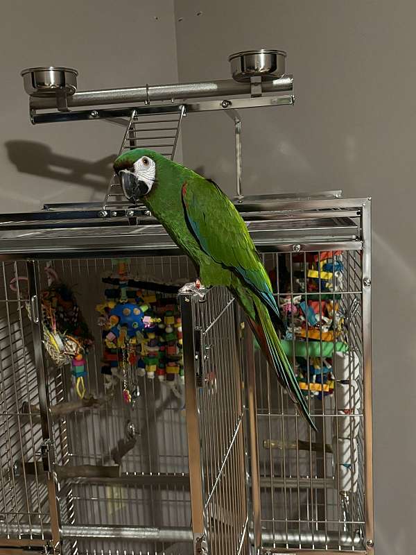 macaw-for-sale-in-palmyra-pa