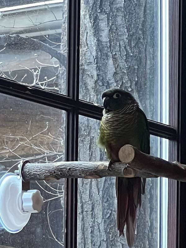 conure-for-sale