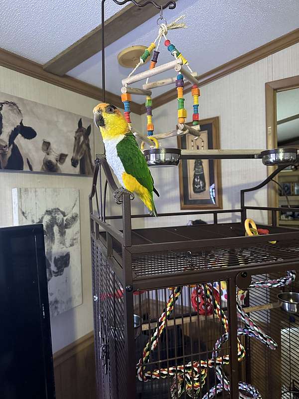 black-headed-caique-for-sale-in-bridgton-me