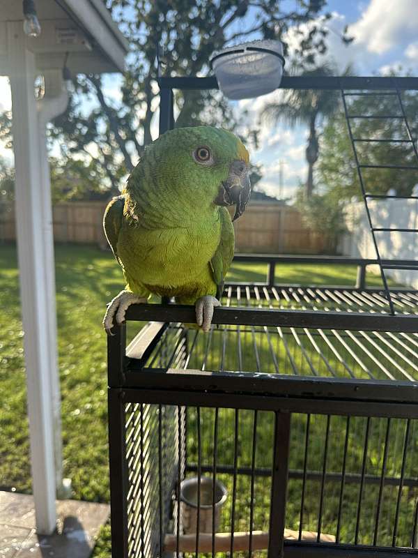 yellow-naped-amazon-parrot-for-sale-in-kenner-la