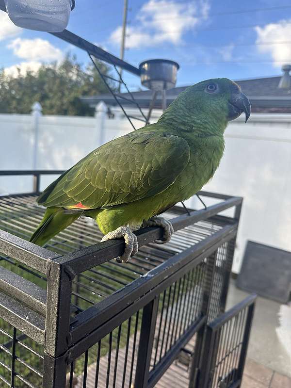 yellow-bird-for-sale-in-kenner-la