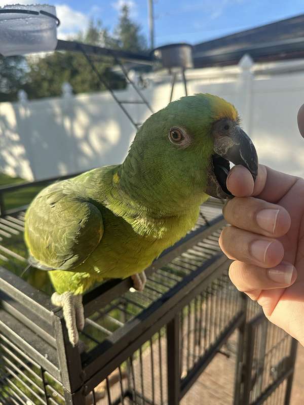 yellow-naped-amazon-parrot-for-sale