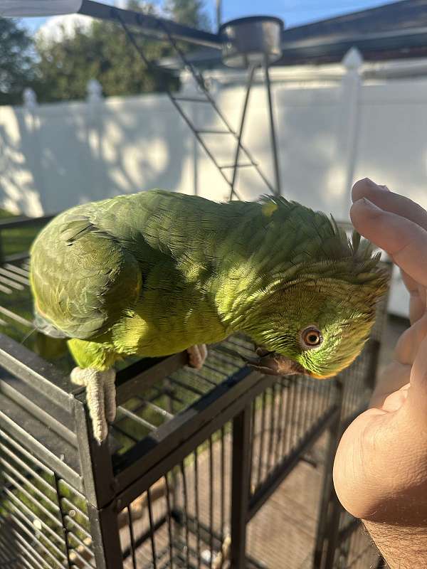 male-bird-for-sale-in-kenner-la