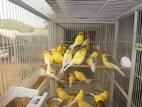 fancy-bird-for-sale-in-wildomar-ca