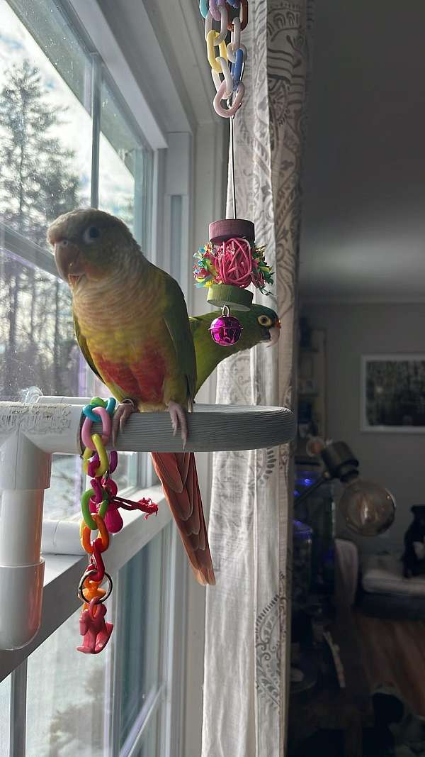 pineapple-half-moon-conure-for-sale