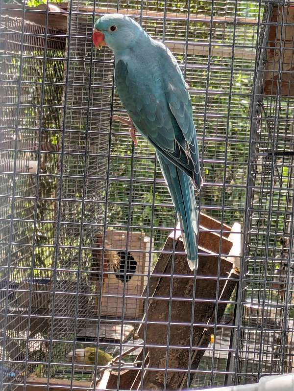 ringneck-parakeet-for-sale-in-milton-fl