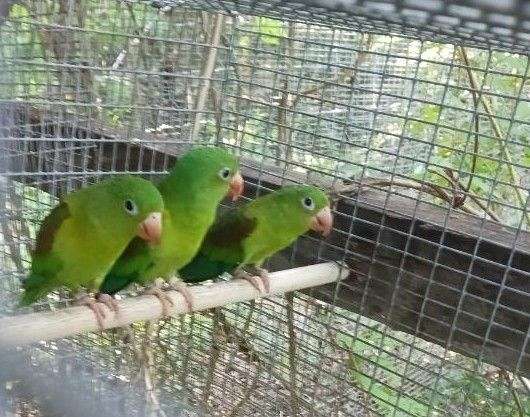 green-orange-parakeet-for-sale