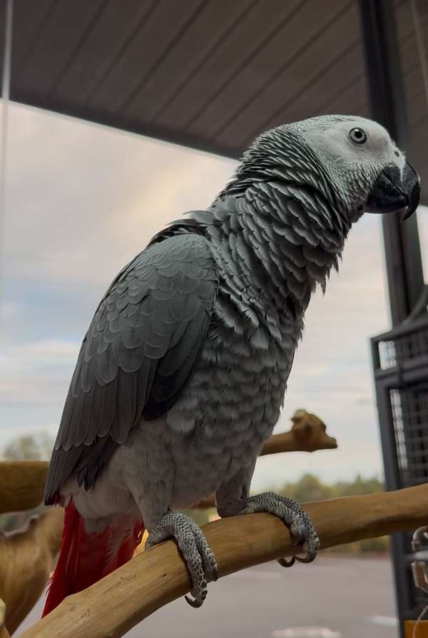 congo-african-grey-parrot-for-sale