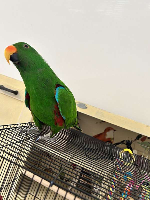 solomon-island-eclectus-parrots-for-sale-in-pacolet-sc