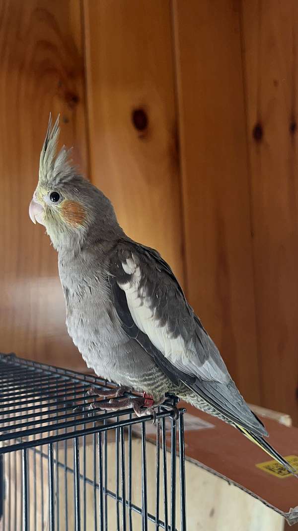 cockatiel-for-sale-in-medford-ma