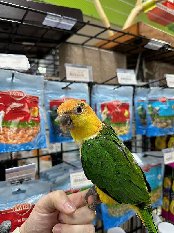 white-bellied-caique-for-sale