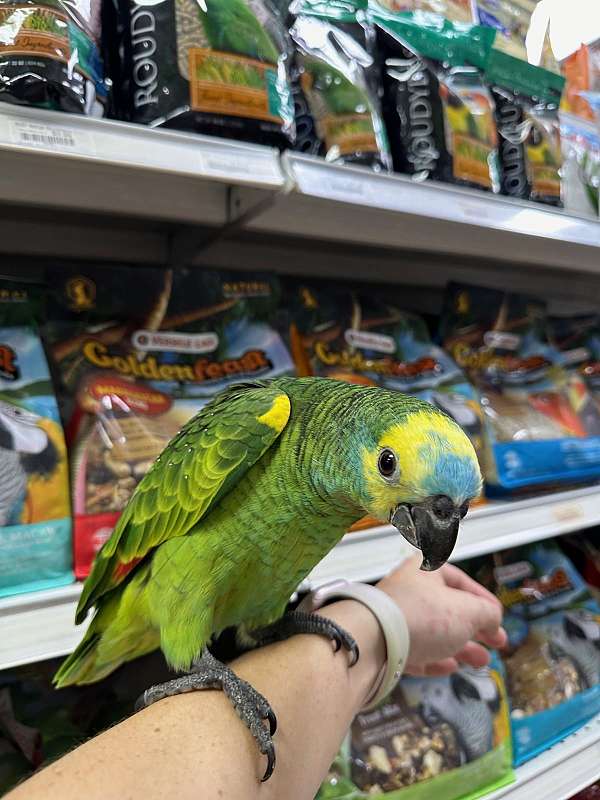 blue-front-amazon-parrot-for-sale