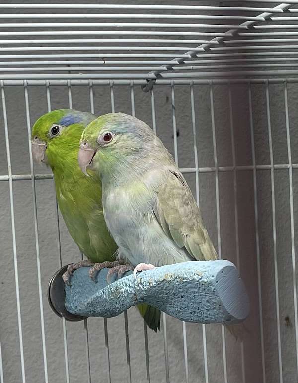 pacific-parrotlet-for-sale-in-corvallis-or