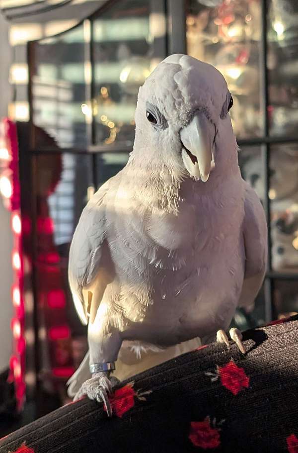 cockatoo-for-sale-in-ceres-ca