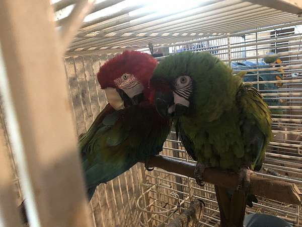 macaw-for-sale