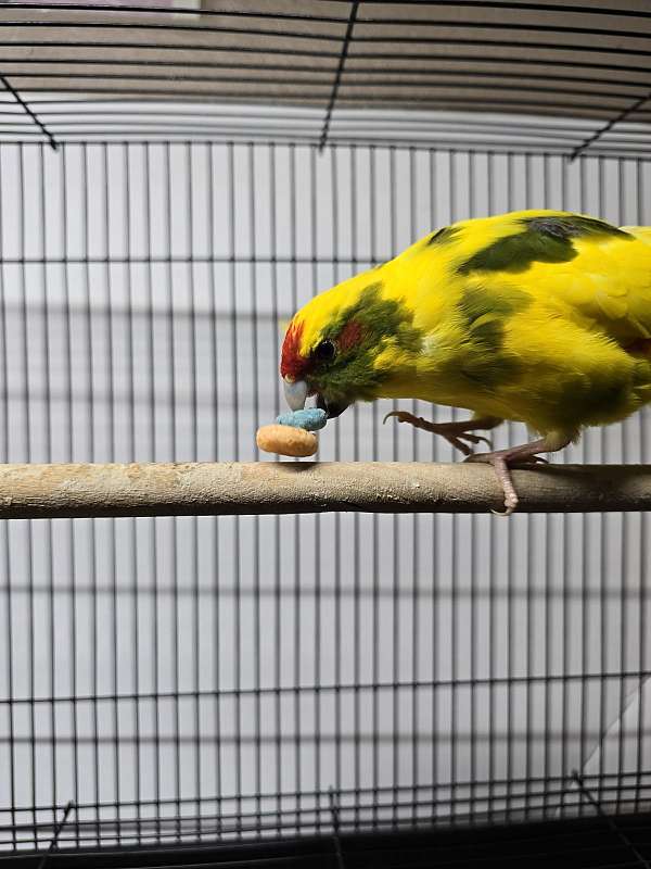 yellow-bird-for-sale-in-albuquerque-nm