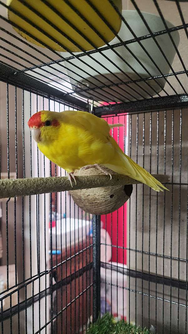 pied-bird-for-sale-in-albuquerque-nm