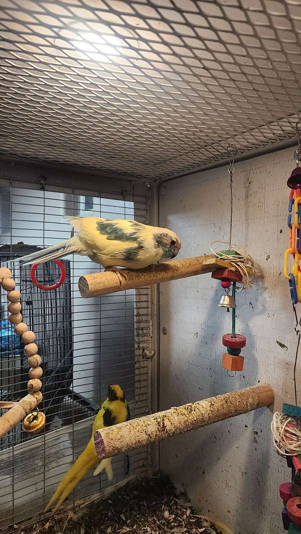 grass-parakeet-for-sale-in-albuquerque-nm