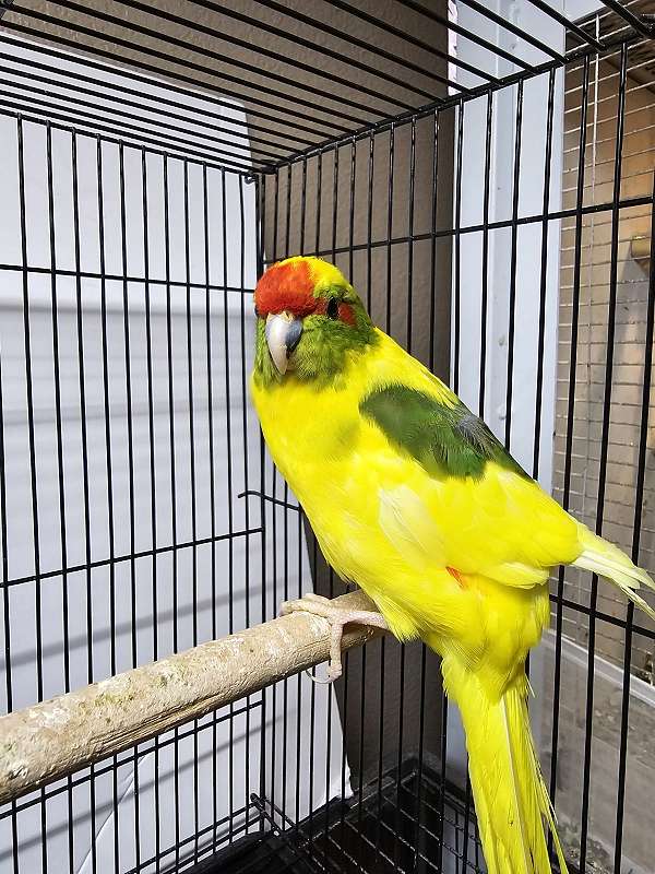 male-bird-for-sale-in-albuquerque-nm