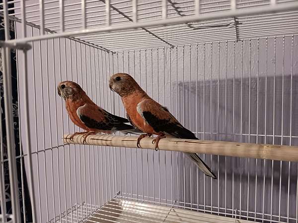 parakeet-for-sale