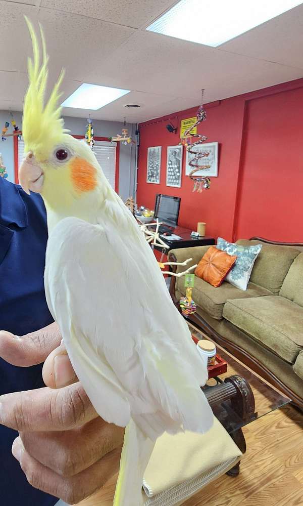 cockatiel-for-sale