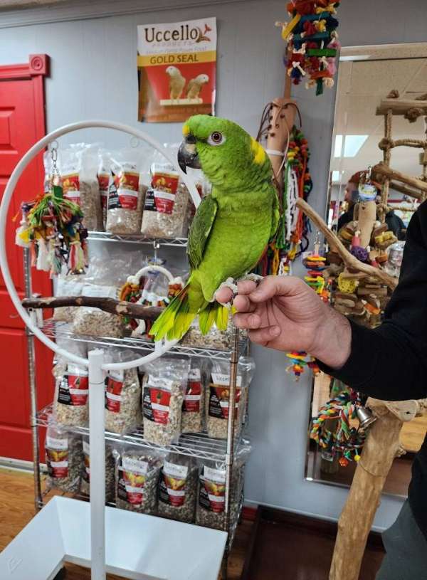 amazon-parrot-for-sale