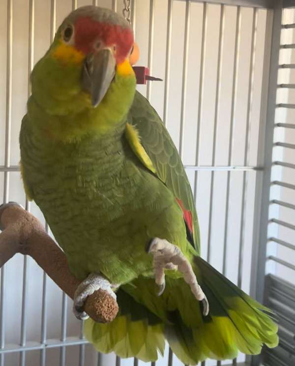 red-lored-amazon-parrot-for-sale