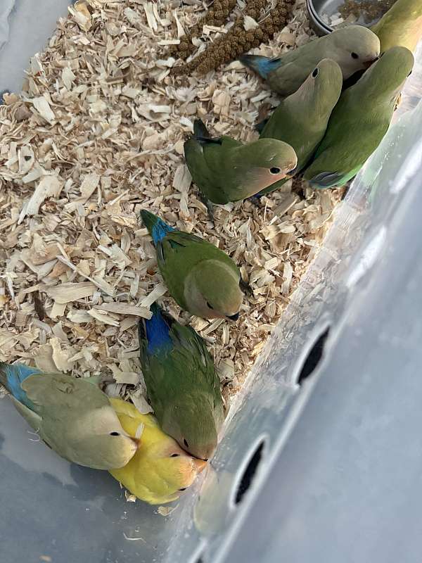 cinnamon-yellow-bird-for-sale-in-florida