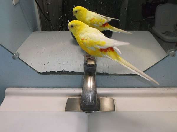 parakeet-for-sale-in-denton-md