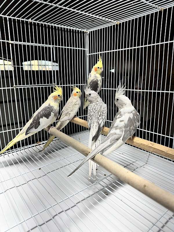 cockatiel-for-sale-in-delano-ca